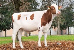 Highlights April 2024 proof – RED Genomic Sires