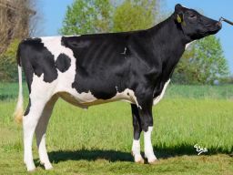 Highlights April 2024 proof – Polled Sires