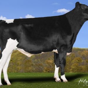 Terra-Linda Rembrandt