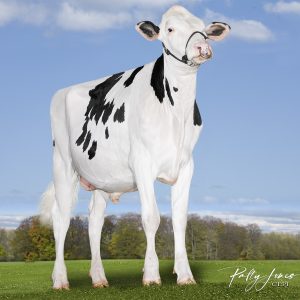 Vogue Max-PP RC