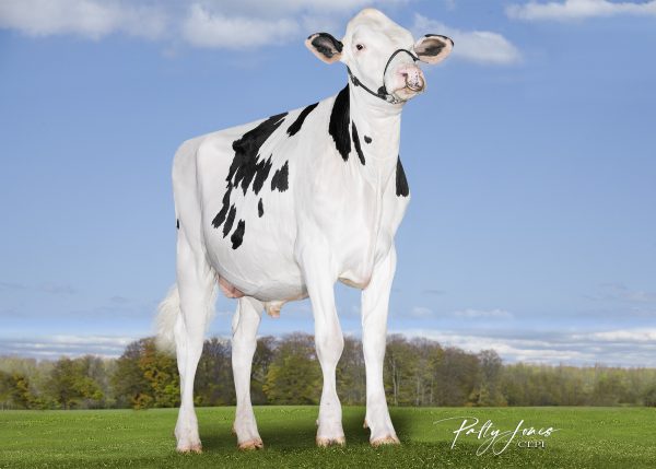 Vogue Max-PP RC