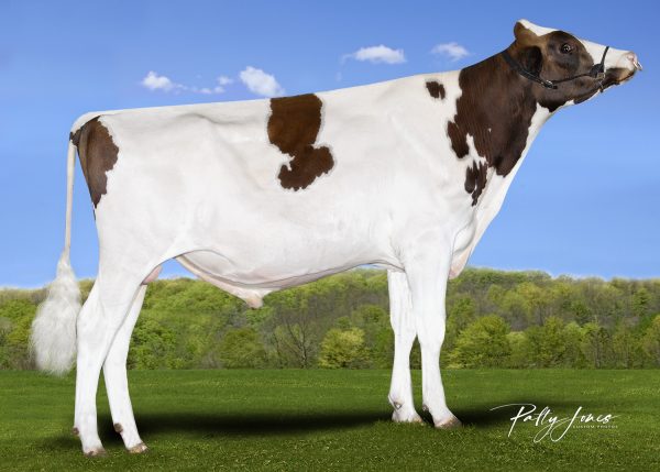 Valiant Mombassa PP Red