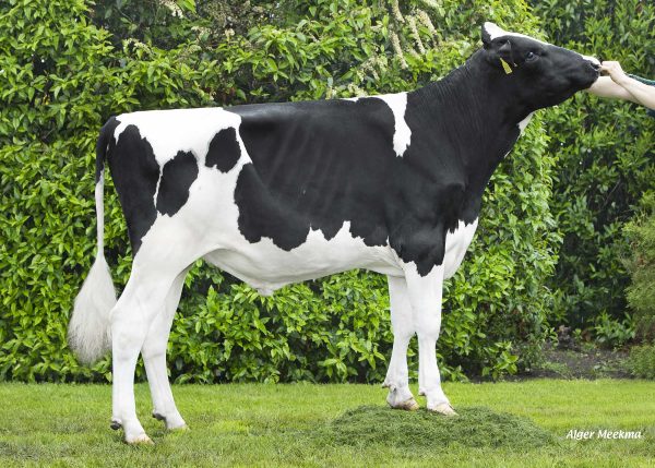 DG Cheko