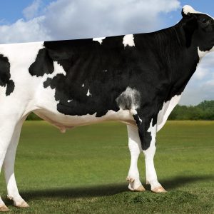 Stgen Us1492