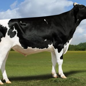 Vatland Mirage