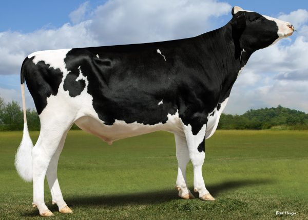 Vatland Mirage