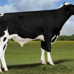 Plain-Knoll Magnate
