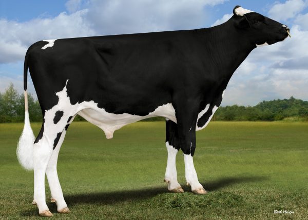 Plain-Knoll Magnate