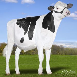 Vector Fra Apollo-PP